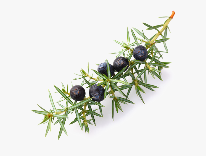 Juniper Berries Transparent Clipart , Png Download - Juniper Berries Png, Png Download