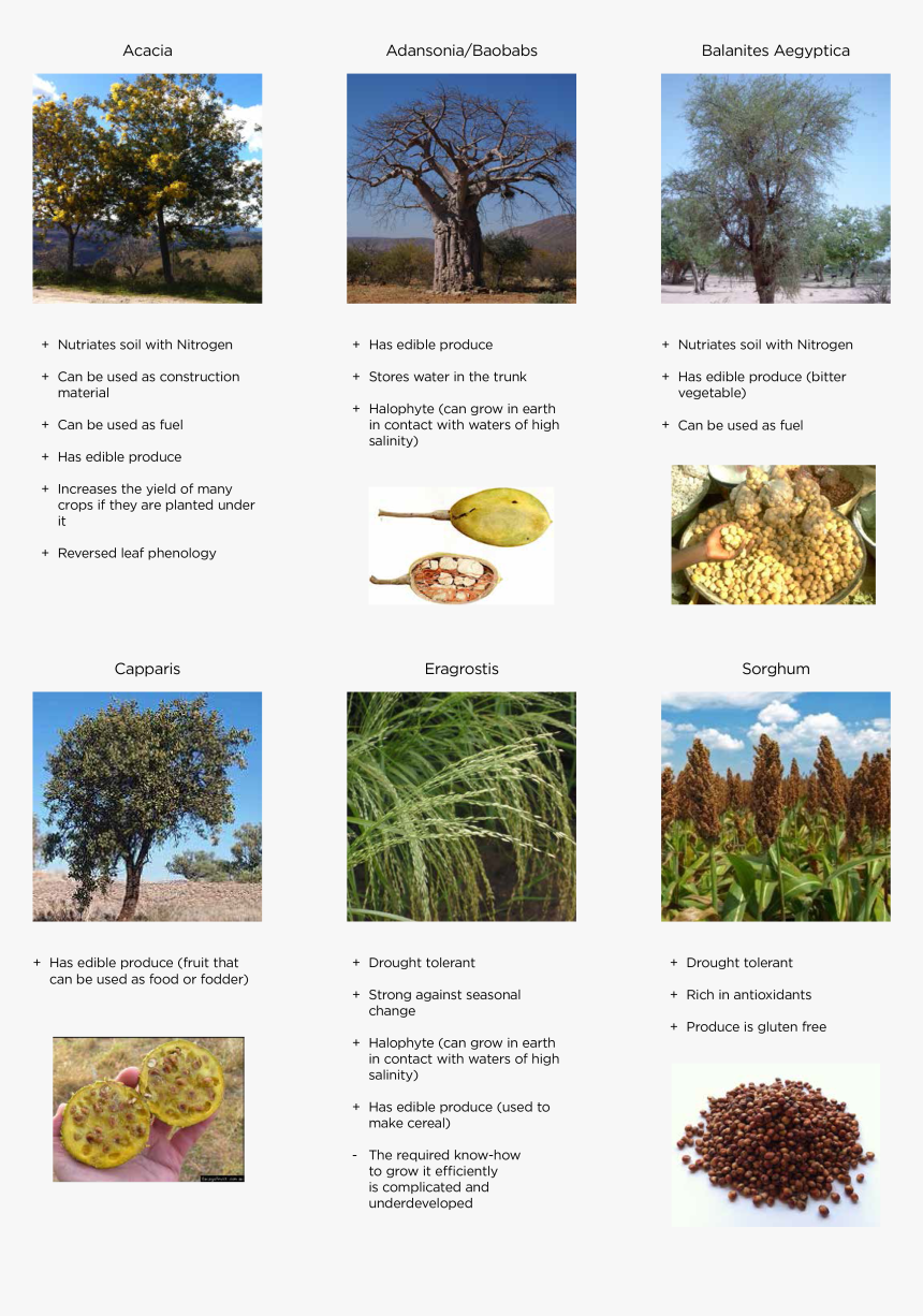 Desert Vegetation - Useful Plants For Environment, HD Png Download