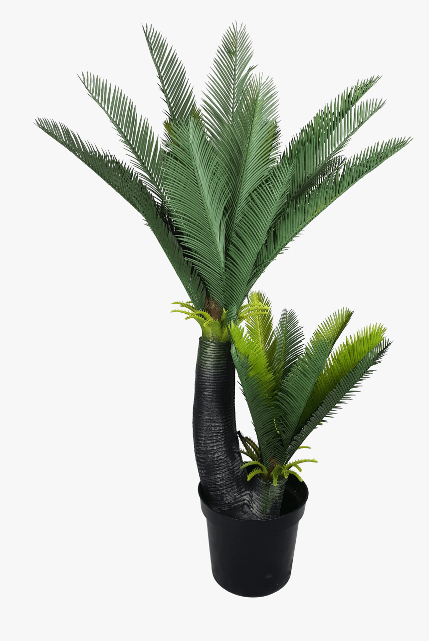 Artificial Two Headed Cycas Tree - Sago Palm, HD Png Download