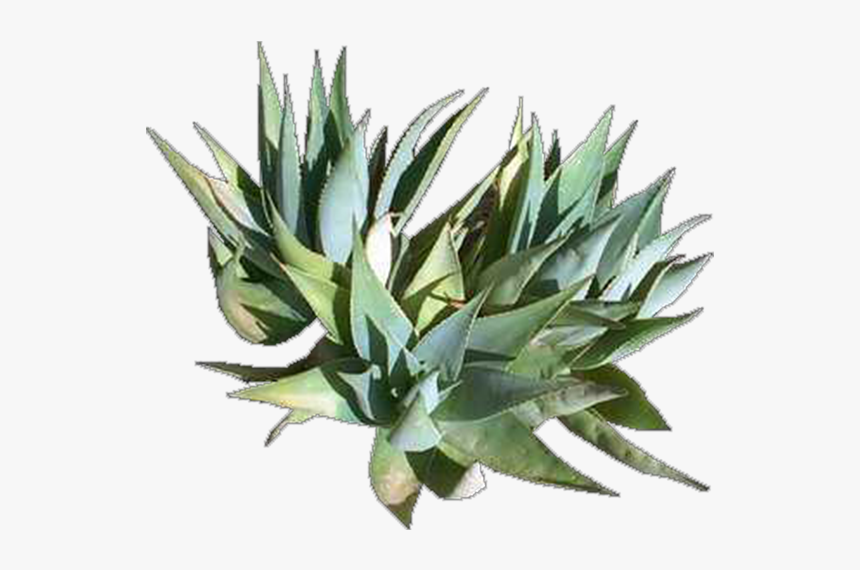 Agave Azul, HD Png Download