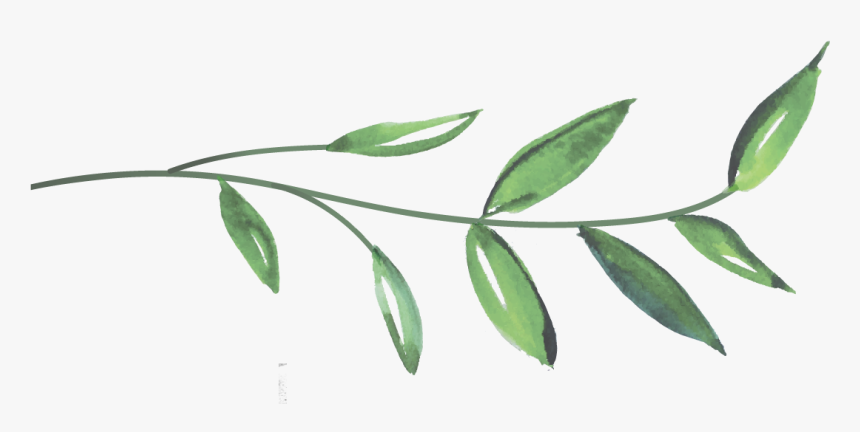 Bay Laurel, HD Png Download