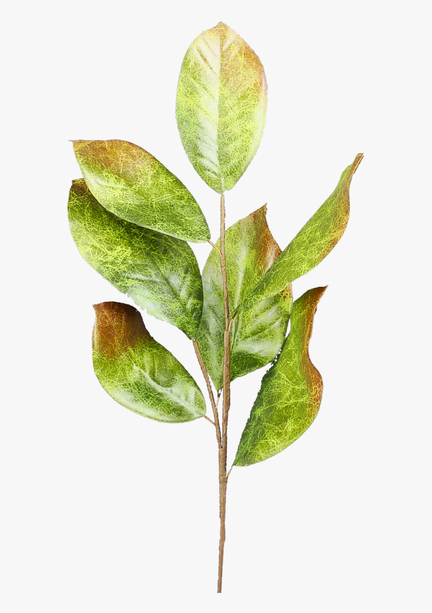 Bay Laurel, HD Png Download