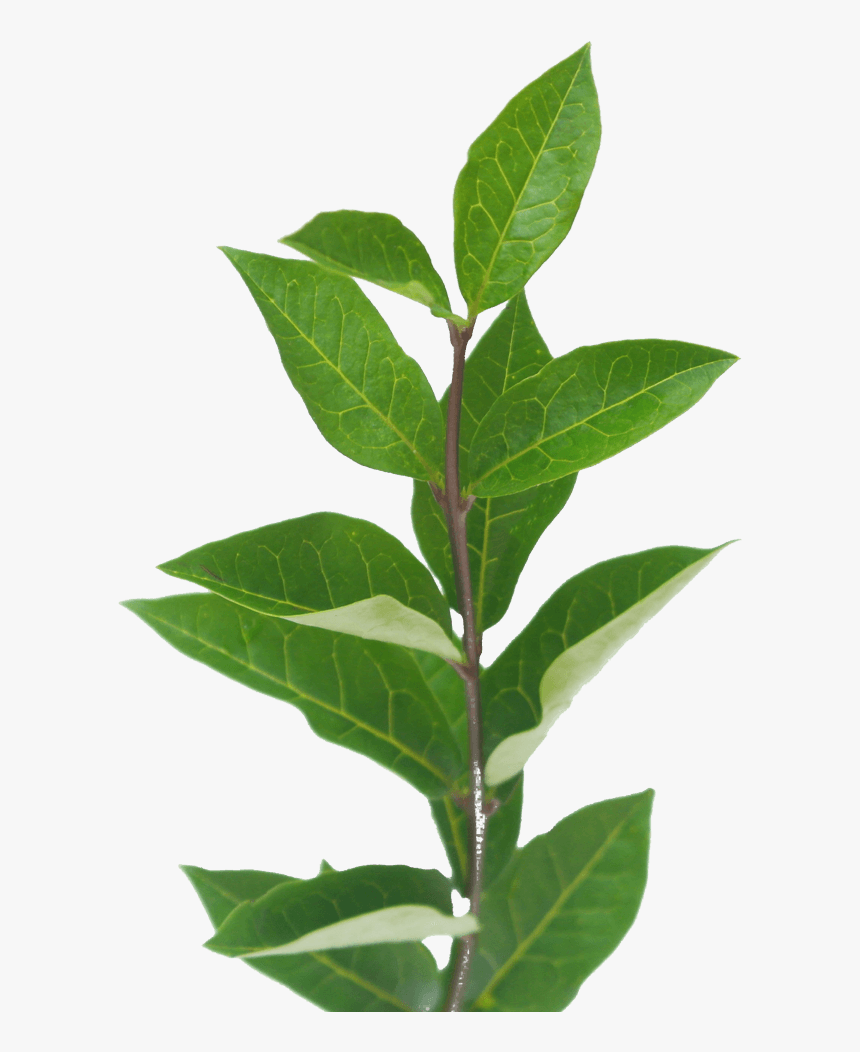 American Holly, HD Png Download