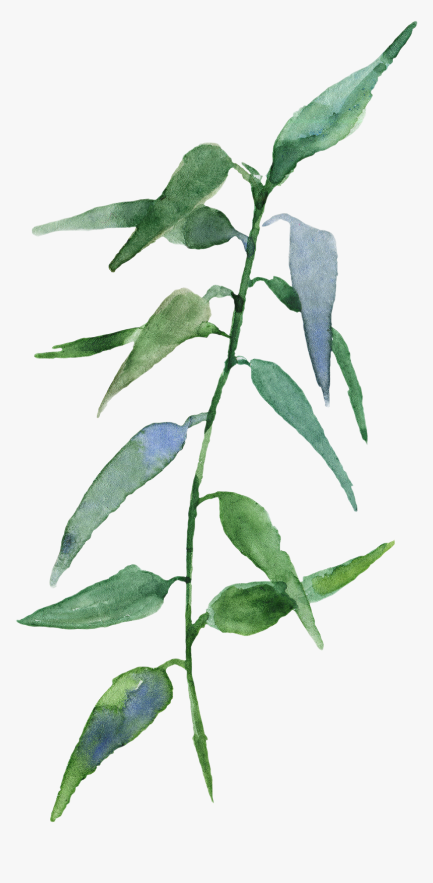 Russian Olive, HD Png Download