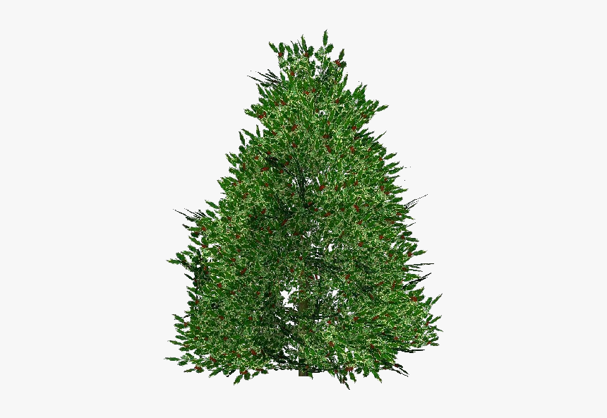 3d Flowers - Holly - Acca Software - Christmas Tree, HD Png Download