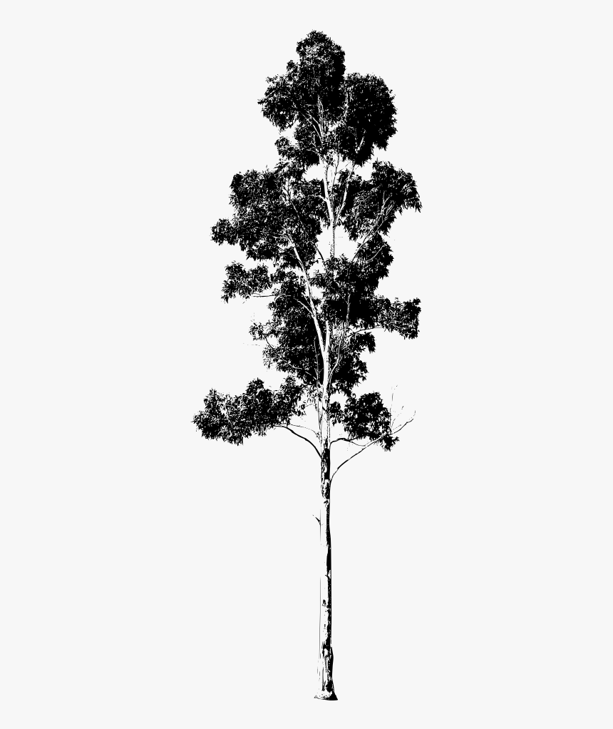 Thumb Image - Gum Tree Silhouette, HD Png Download