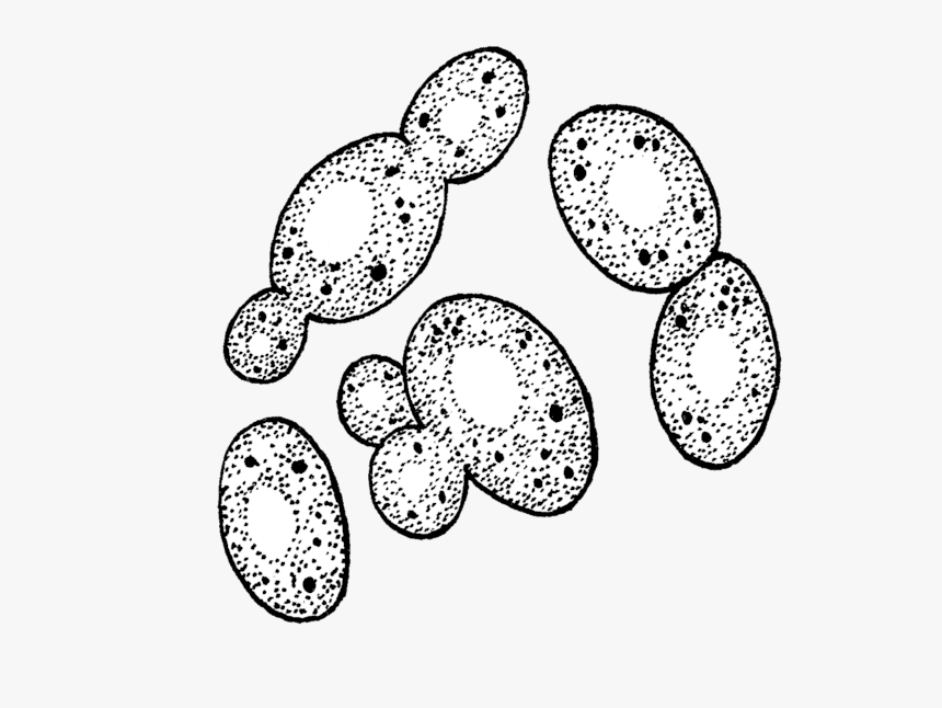 Yeast Black And White, HD Png Download