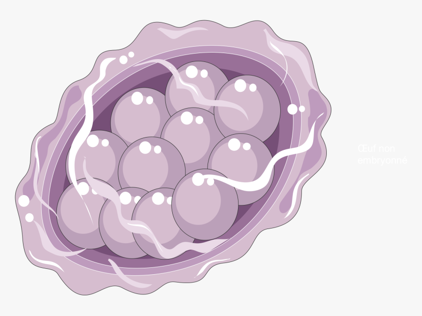 Ascaris Lumbricoïdes Egg - Blackberry, HD Png Download