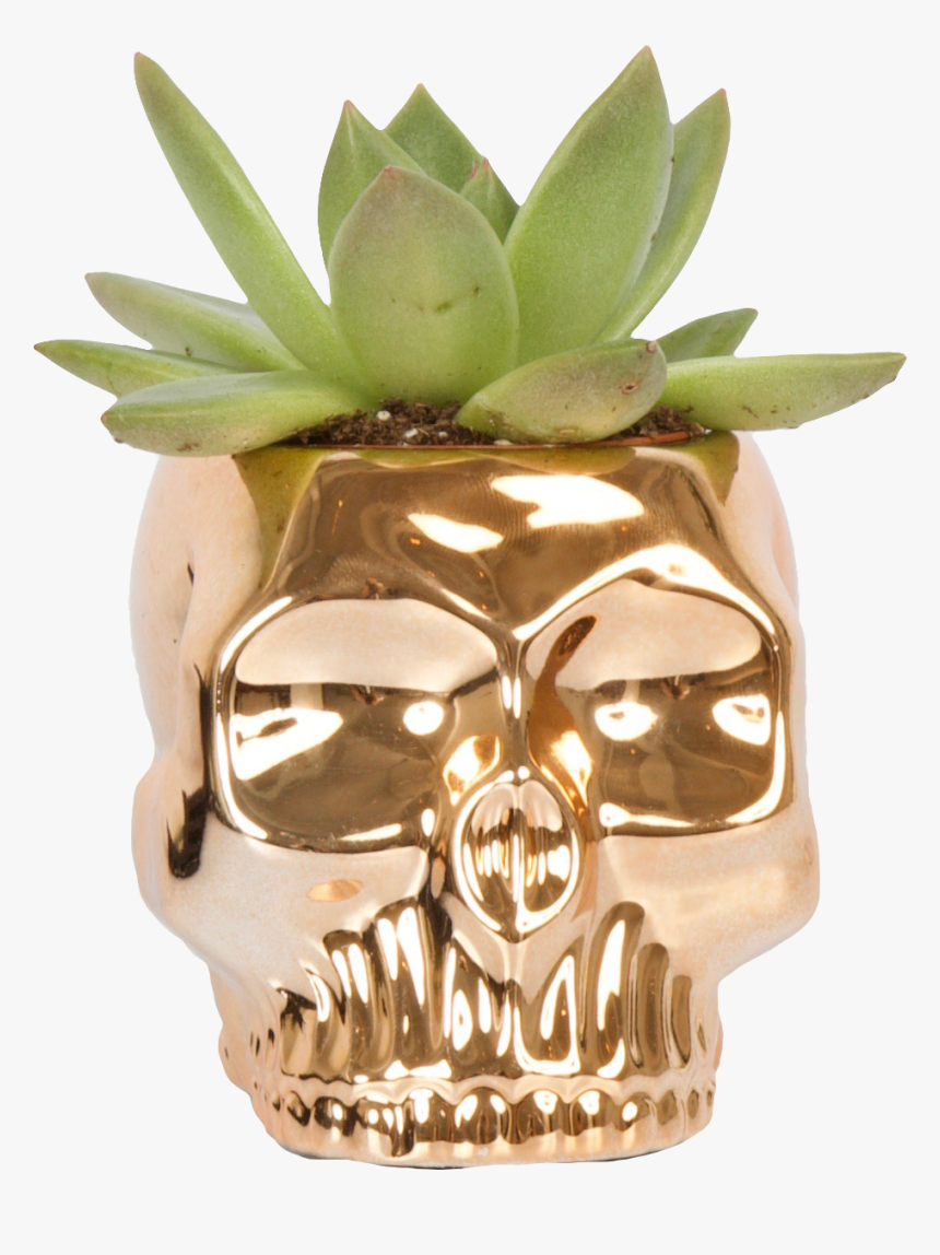 Skull, HD Png Download