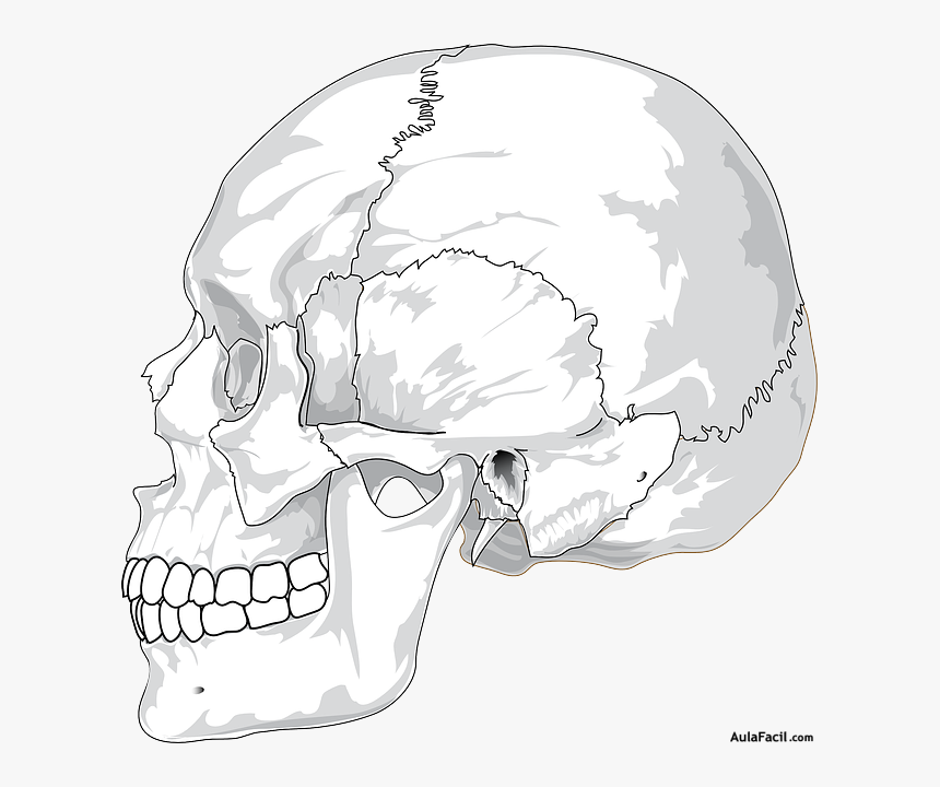 Human Skull Side View, HD Png Download