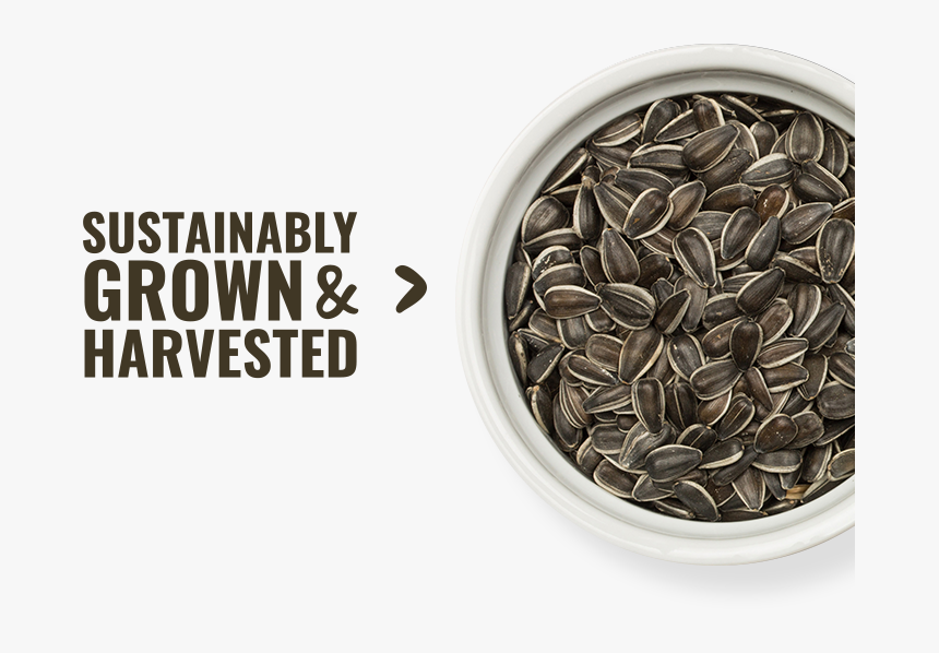 Sunflower Seed, HD Png Download
