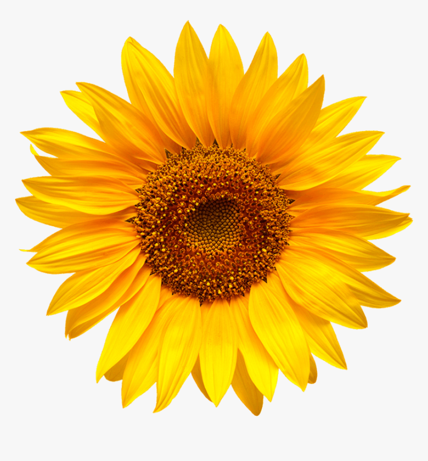 Sunflower - Sunflower Png Hd, Transparent Png
