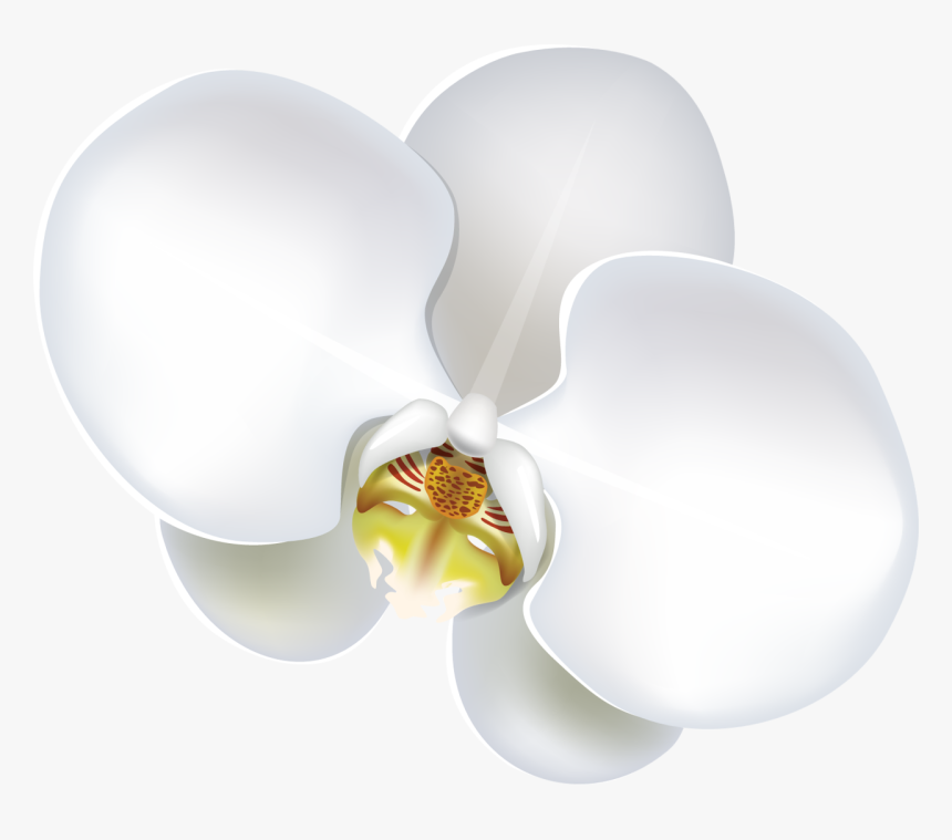 Flower , Png Download - Moth Orchid, Transparent Png