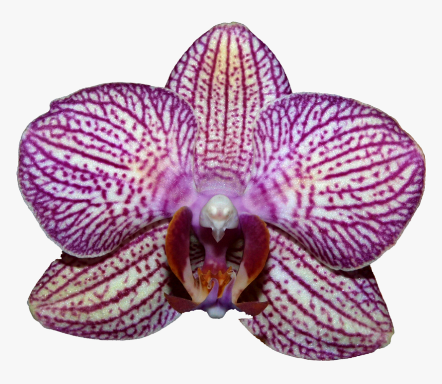 Orchids, HD Png Download