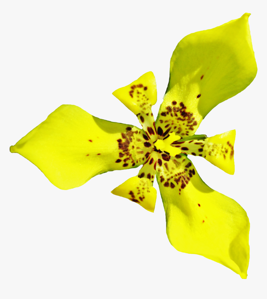 Cattleya, HD Png Download