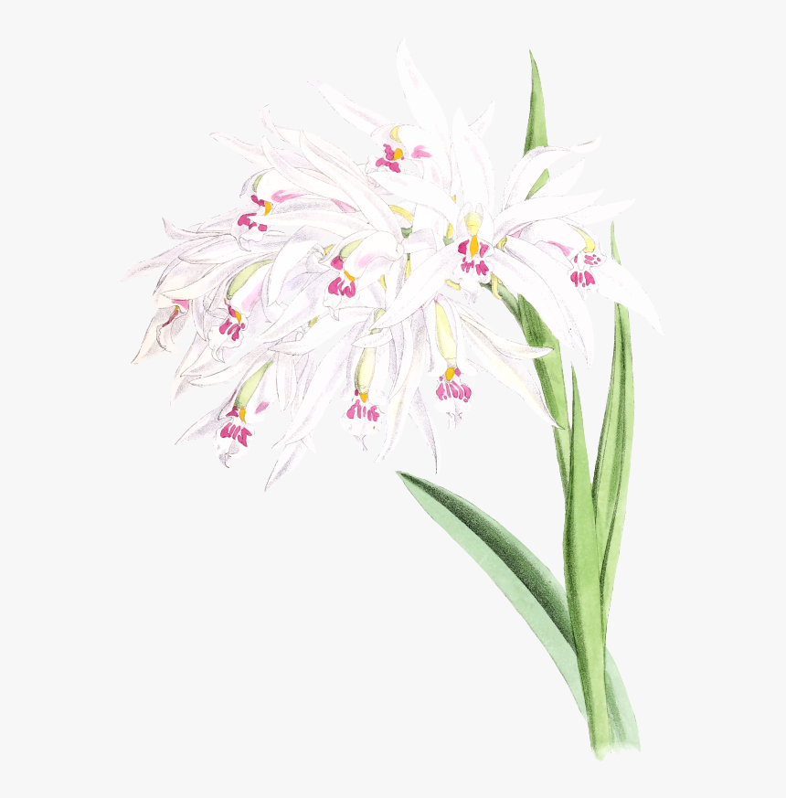 Orchid - ผัก ต บ ภาพ วาด, HD Png Download