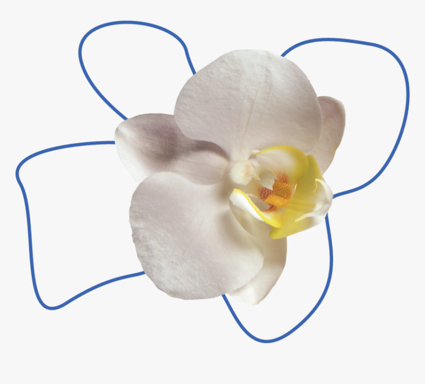 Flower - Orchid Background, HD Png Download