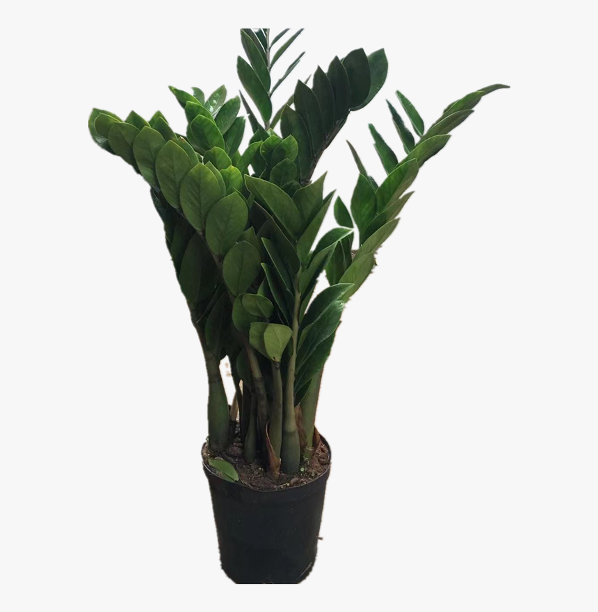 Money Tree Money Tree Indoor Living Room Big Green - Houseplant, HD Png Download