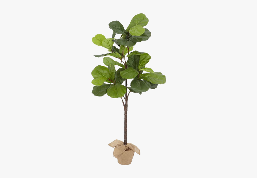 Popular Indoor Plants Large, HD Png Download