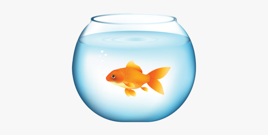 Goldfish, HD Png Download