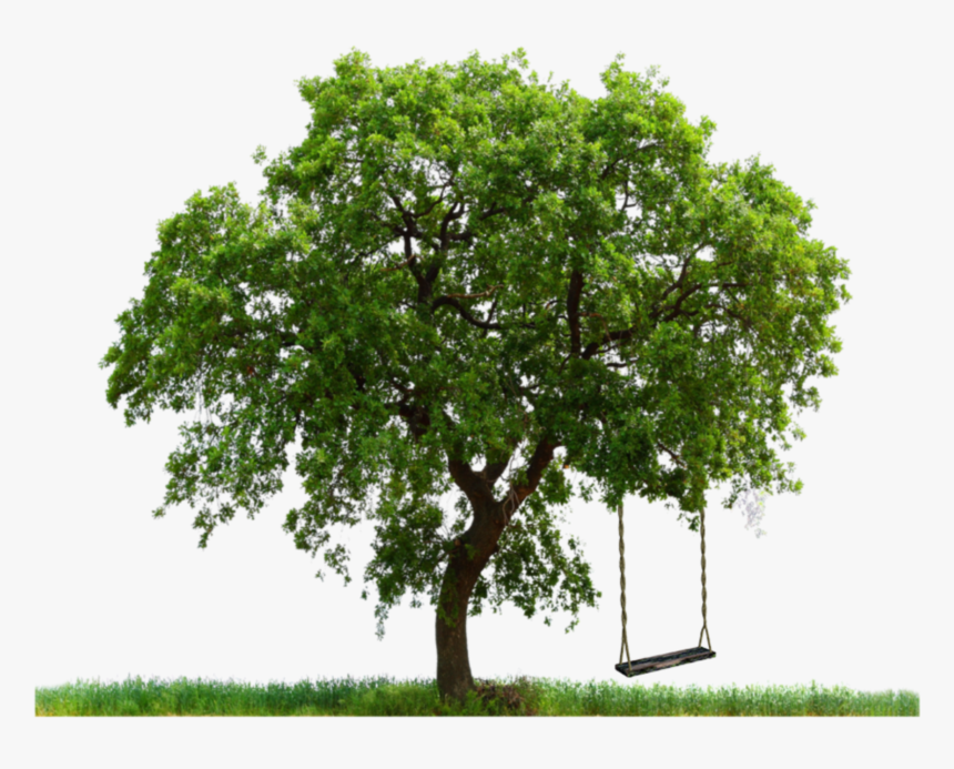#grass #tree #swing #treeswing #yard #landscape #outside - Oak Tree Photoshop, HD Png Download