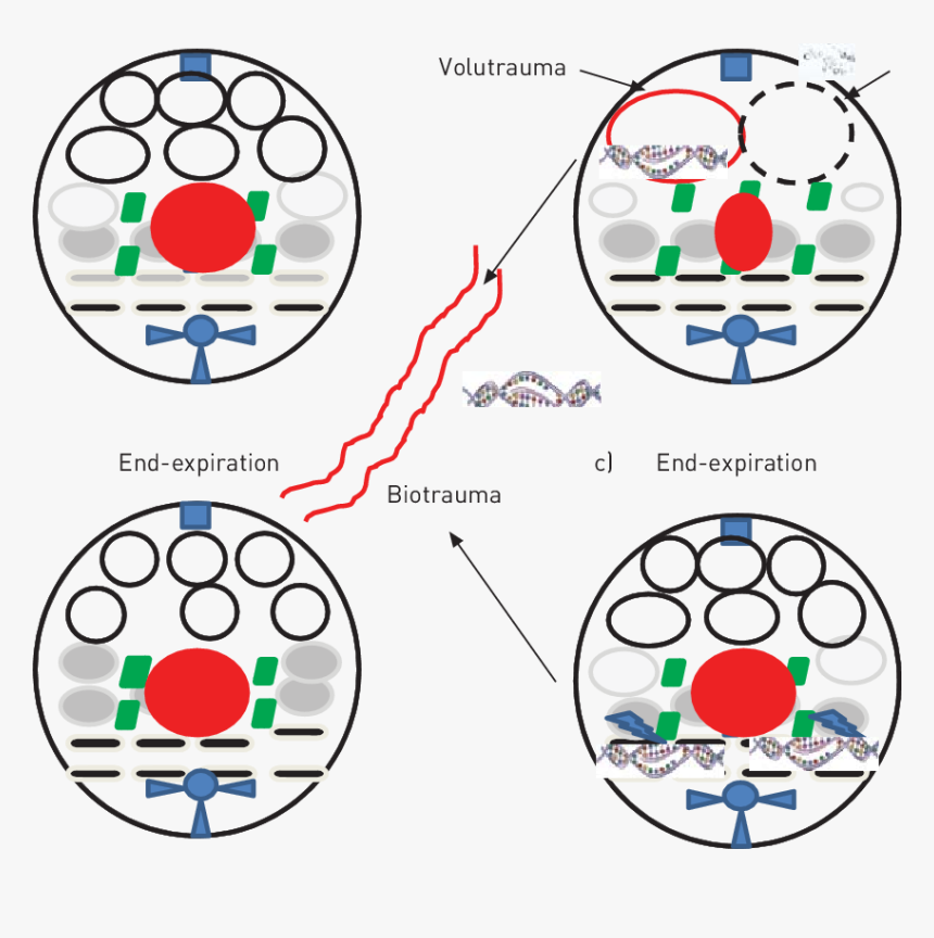 Circle, HD Png Download