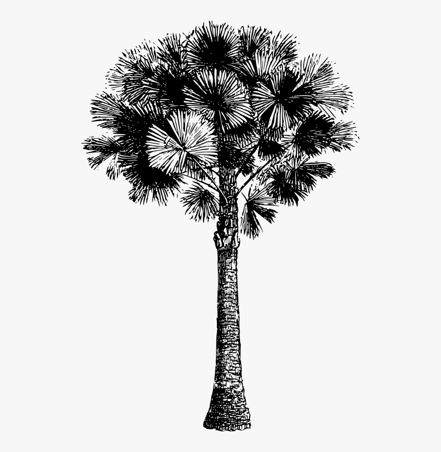 Australian Pine - Bordados Asiaticos, HD Png Download