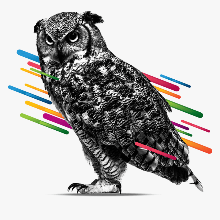 White Papers - Eastern Screech Owl, HD Png Download