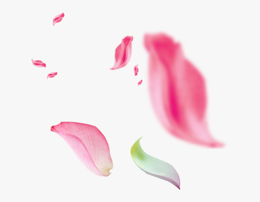 Petalos Rosa Png , Png Download - Cánh Hoa Bay Trong Gió, Transparent Png
