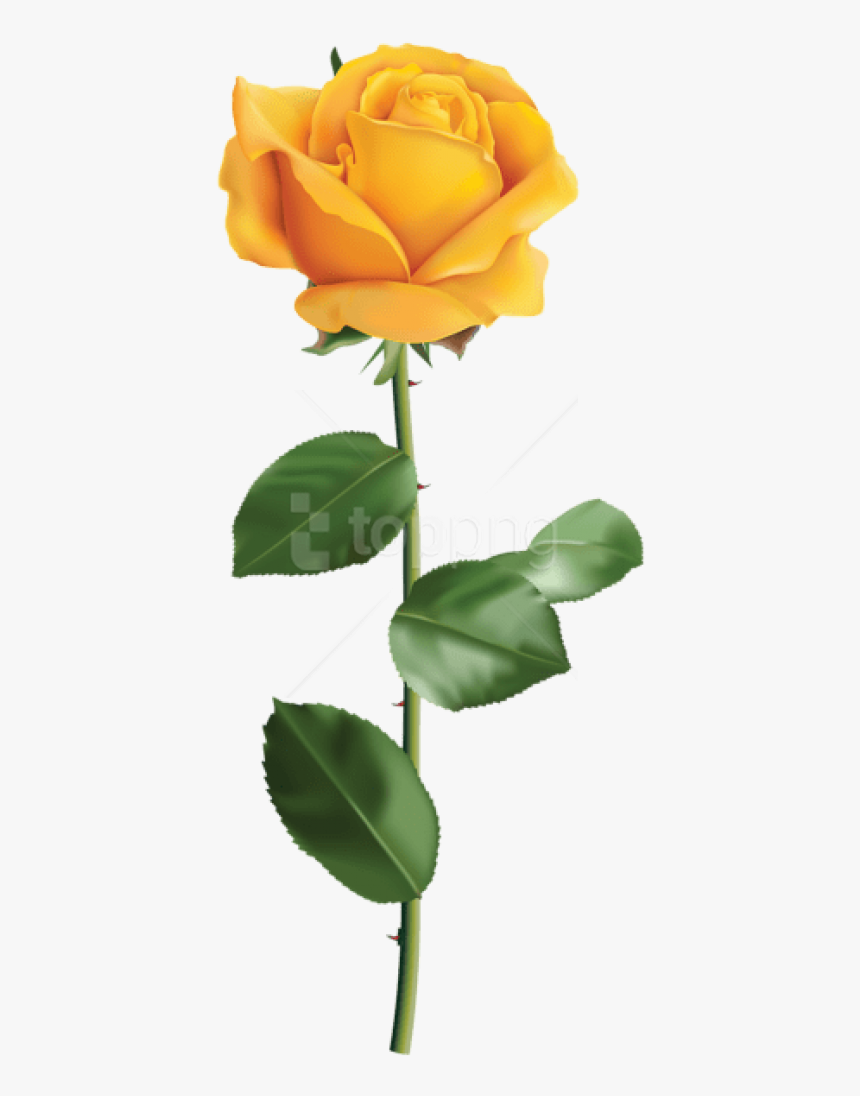 Free Png Yellow Rose Transparent Png Images Transparent - Yellow Rose Transparent Background, Png Download