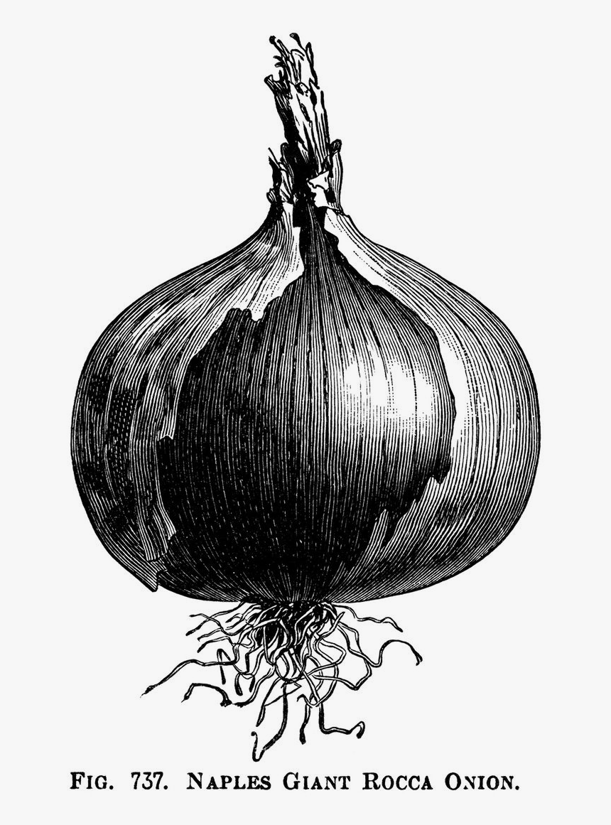 Allicin - Onion Drawing Vintage, HD Png Download