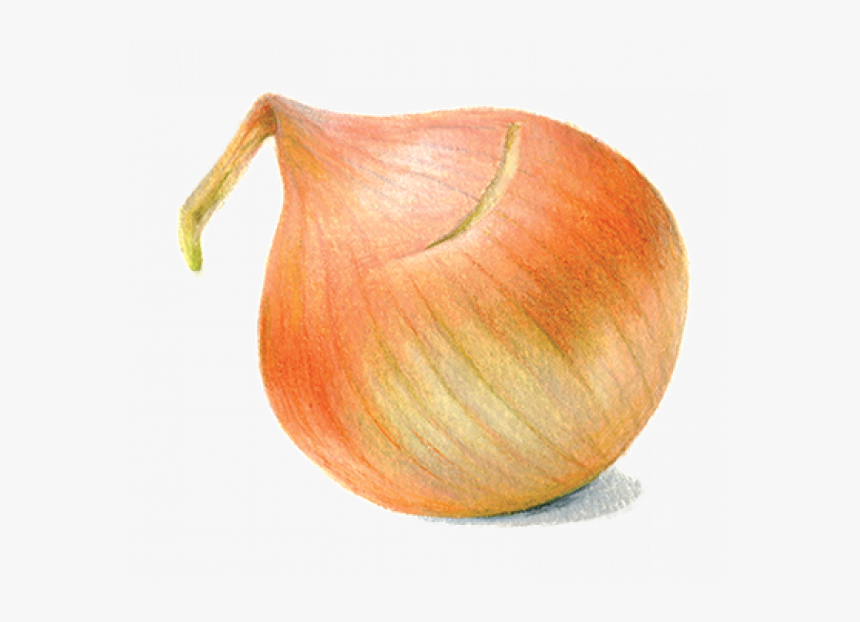 Red Onion, HD Png Download
