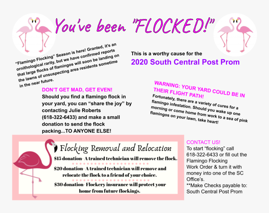 Greater Flamingo, HD Png Download