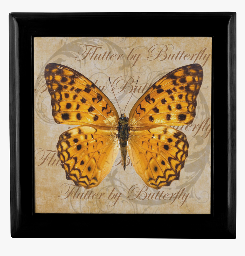 And 
 Data-zoom //cdn - Butterfly Hd Images White Background, HD Png Download