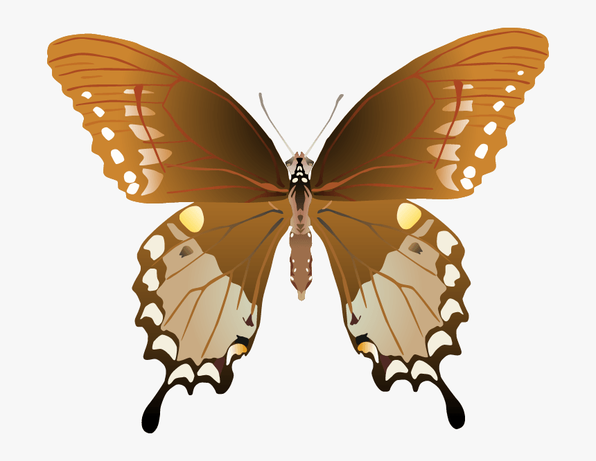 Butterfly Png Images Png - Papilio Troilus Male And Female, Transparent Png