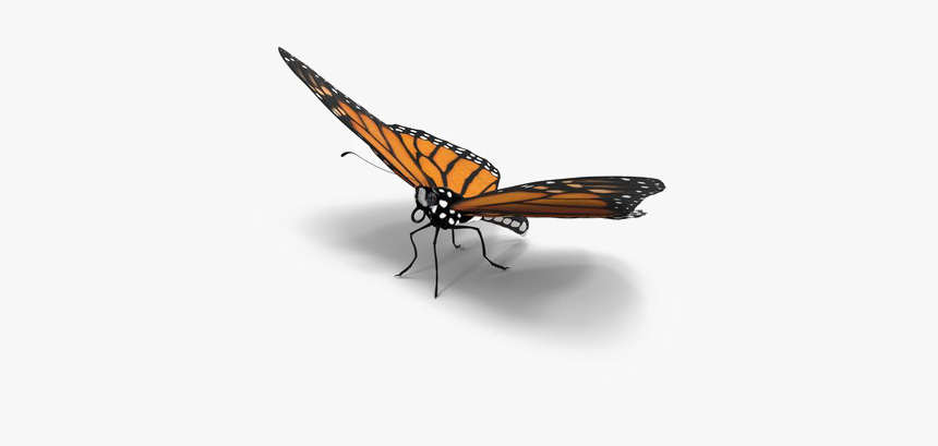 Butterfly Download Png Image - Real Realistic Butterfly Png, Transparent Png