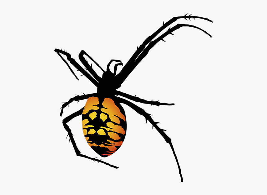 Graphic Image Of Spider, HD Png Download