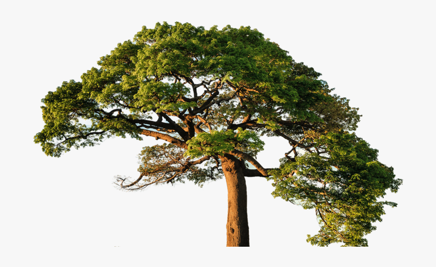 Fun Facts About Plants, HD Png Download