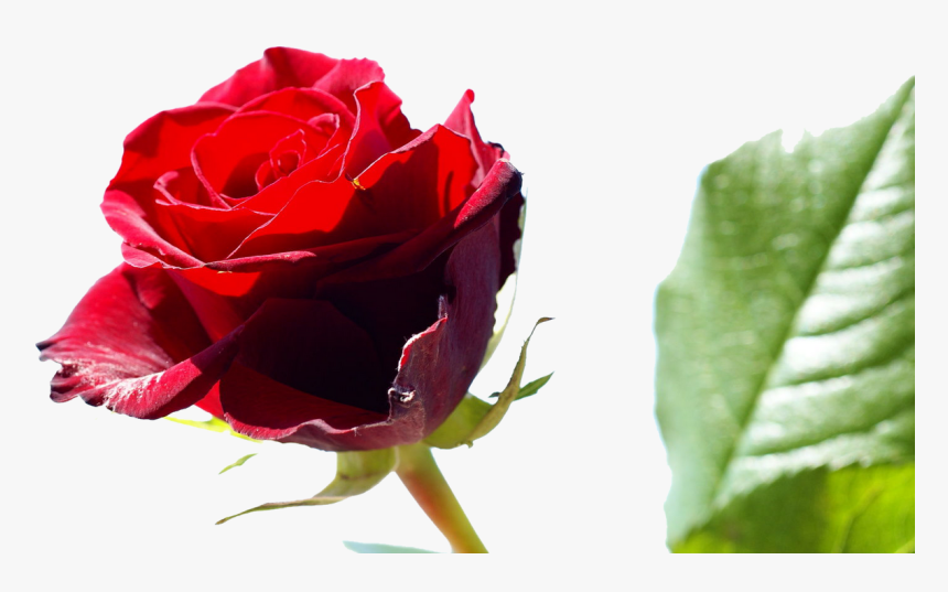 Red Roses Flower Rose Pictures 429png - Friendship Day 2018 Images Download, Transparent Png