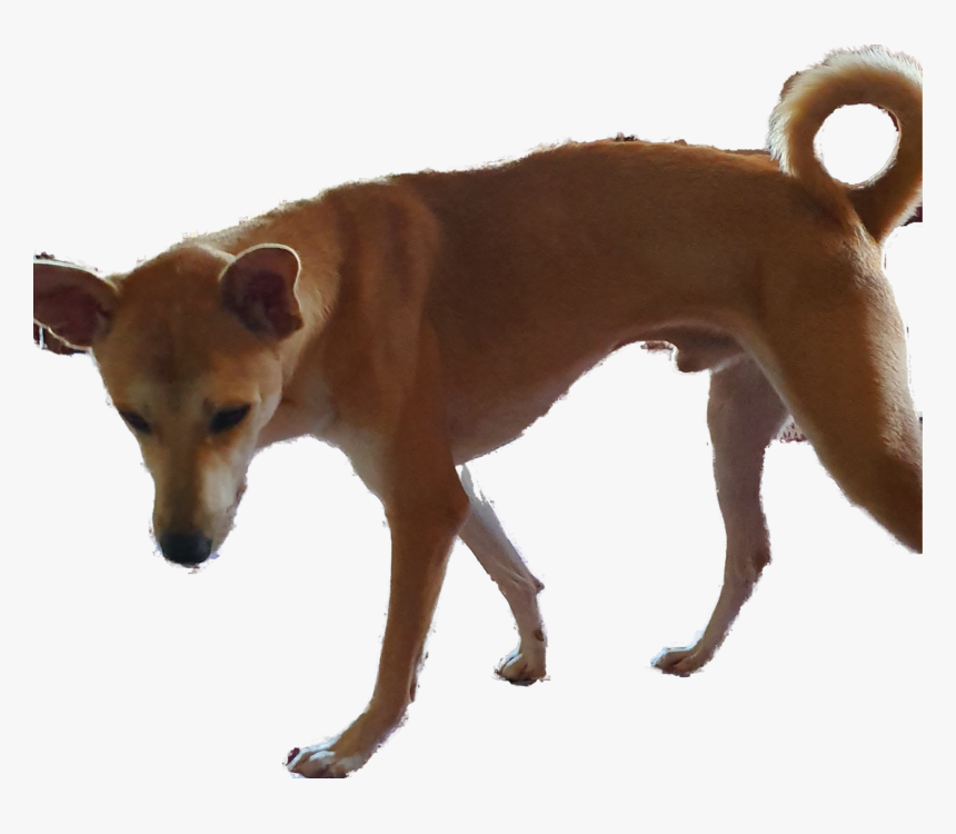 Basenji, HD Png Download