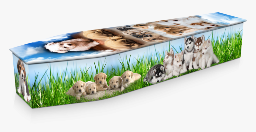 Snow Bunting, HD Png Download