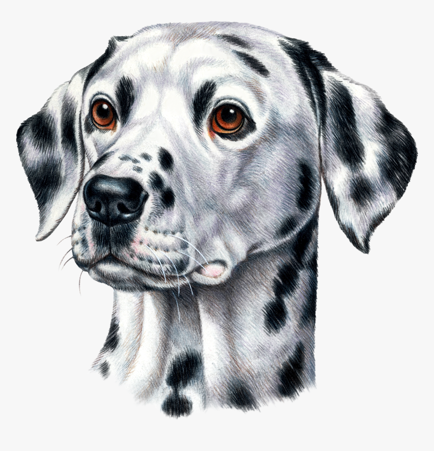 T-shirt, HD Png Download