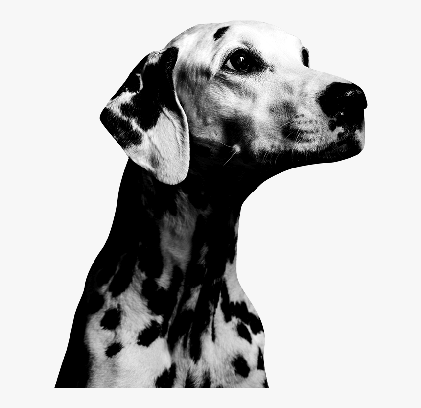 Coalition By Kinship, HD Png Download