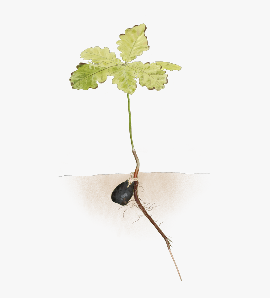 Oak Seedling, Reduced, HD Png Download