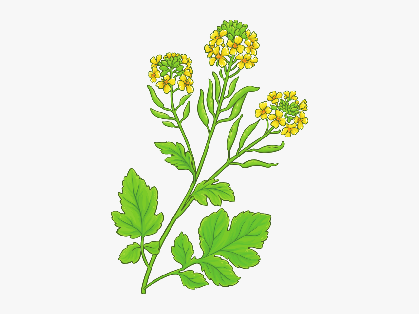 Plants (1) - Mustard Seeds Stock Illustration, HD Png Download