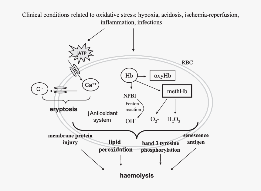 Concise Mechanisms Involved In Red Blood Cells Haemolysis - Oxidative Stress In Erythrocytes, HD Png Download