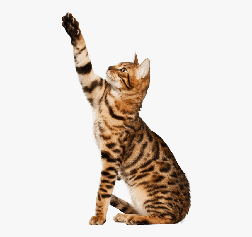 Veterinarian In Austin & Emergency Vet In Austin - Cat Png, Transparent Png