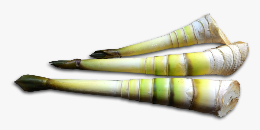 Bamboo Shoots Png - Leek, Transparent Png