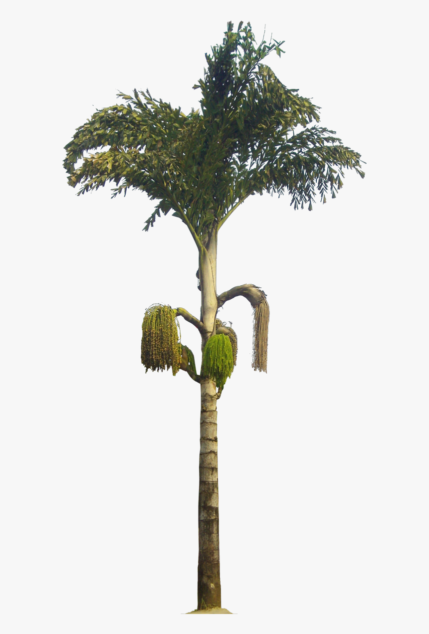 Kithul Tree Caryota Urens - Caryota Urens Png, Transparent Png