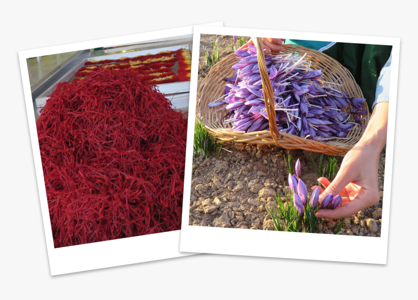 Saffron Crocus, HD Png Download